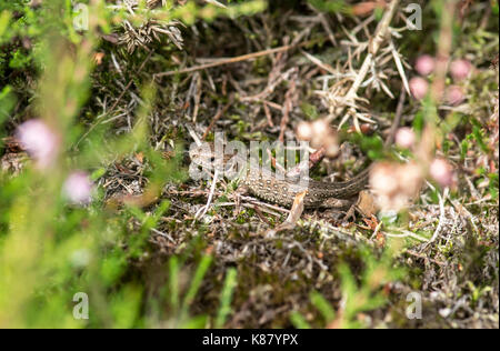 Zauneidechse (Lacerta agilis), juvenile Tiere im September fotografiert, innerhalb von ein paar Wochen schlüpfen. Stockfoto