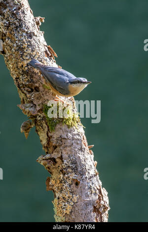 Kleiber (Sitta europaea) Stockfoto