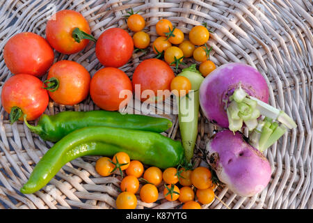 Rüben, sungold und Early Girl Tomaten und grüner Paprika Frische aus einer organischen Garten, in einem Korb. Stockfoto