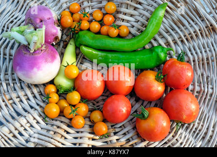 Rüben, sungold und Early Girl Tomaten und Paprika Frische aus einer organischen Garten, in einem Korb. Stockfoto