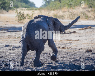 Junge afrikanische Elefanten wandern durch Schlamm am Moremi NP, Botswana, Afrika. Stockfoto