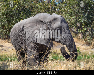 Große Nasszelle afrikanischen Elefanten wandern durch trockenes Gras am Moremi Np, Botswana, Afrika. Stockfoto