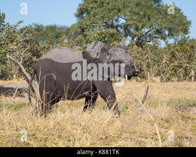 Jüngere Elefant mit verkrüppelten Trunk zu Fuß entfernt von Kwai Fluss, Moremi NP, Botswana, Afrika. Stockfoto