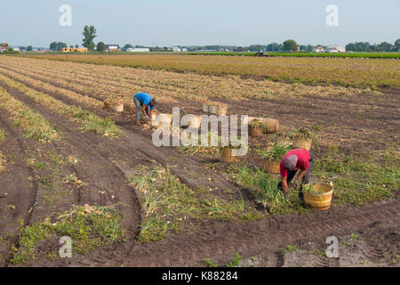 Landwirtschaft Ernte Sellerie, Onios und Salat von Wanderarbeitnehmern in der Nähe von Toronto, Ontario, Kanada im Holland Marsh Stockfoto