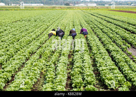 Salat Ernte in der Landwirtschaft die Ernte Sellerie, Onios und Salat von Wanderarbeitnehmern in der Nähe von Toronto, Ontario, Kanada im Holland Marsh Stockfoto