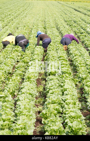 Salat Ernte, Landwirtschaft Ernte Sellerie, Onios und Salat von Wanderarbeitnehmern in der Nähe von Toronto, Ontario, Kanada im Holland Marsh Stockfoto