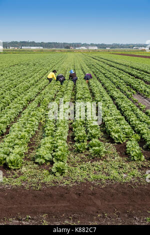 Salat Ernte in der Landwirtschaft die Ernte Sellerie, Onios und Salat von Wanderarbeitnehmern in der Nähe von Toronto, Ontario, Kanada im Holland Marsh Stockfoto