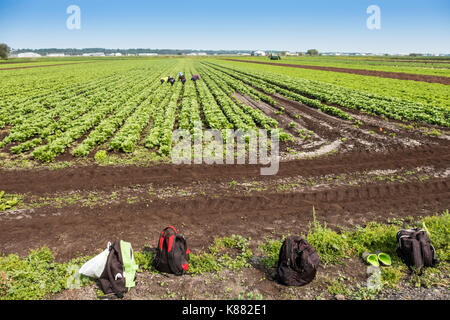 Landwirtschaft Ernte Sellerie, Onios und Salat von Wanderarbeitnehmern in der Nähe von Toronto, Ontario, Kanada im Holland Marsh Stockfoto