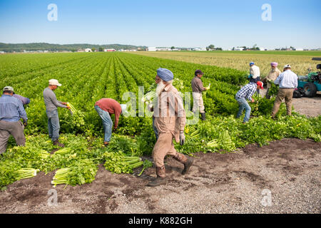 Landwirtschaft Ernte Sellerie, Onios und Salat von Wanderarbeitnehmern in der Nähe von Toronto, Ontario, Kanada im Holland Marsh Stockfoto