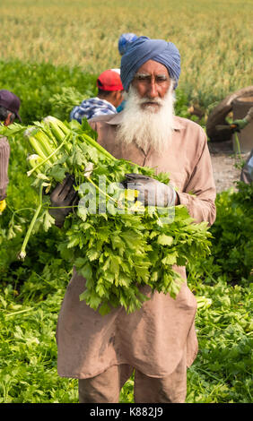 Landwirtschaft Ernte Sellerie, Onios und Salat von Wanderarbeitnehmern in der Nähe von Toronto, Ontario, Kanada im Holland Marsh Stockfoto