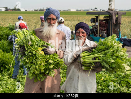 Landwirtschaft Ernte Sellerie, Onios und Salat von Wanderarbeitnehmern in der Nähe von Toronto, Ontario, Kanada im Holland Marsh Stockfoto