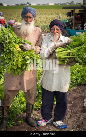 Landwirtschaft Ernte Sellerie, Onios und Salat von Wanderarbeitnehmern in der Nähe von Toronto, Ontario, Kanada im Holland Marsh Stockfoto