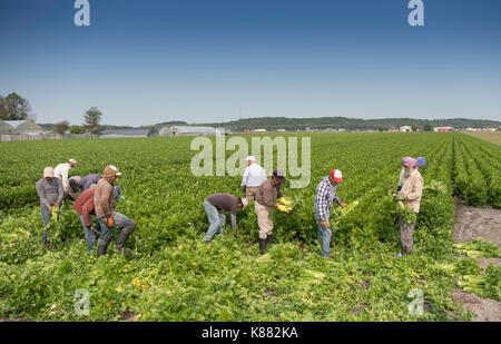 Landwirtschaft Ernte Sellerie, Onios und Salat von Wanderarbeitnehmern in der Nähe von Toronto, Ontario, Kanada im Holland Marsh Stockfoto