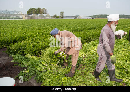 Landwirtschaft Ernte Sellerie, Onios und Salat von Wanderarbeitnehmern in der Nähe von Toronto, Ontario, Kanada im Holland Marsh Stockfoto