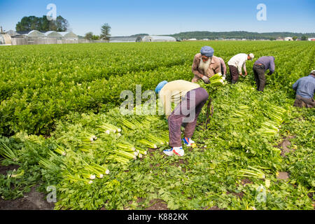 Landwirtschaft Ernte Sellerie, Onios und Salat von Wanderarbeitnehmern in der Nähe von Toronto, Ontario, Kanada im Holland Marsh Stockfoto