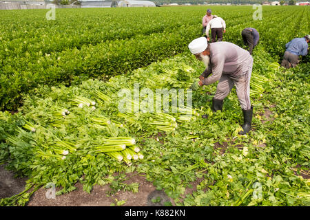 Landwirtschaft Ernte Sellerie, Onios und Salat von Wanderarbeitnehmern in der Nähe von Toronto, Ontario, Kanada im Holland Marsh Stockfoto