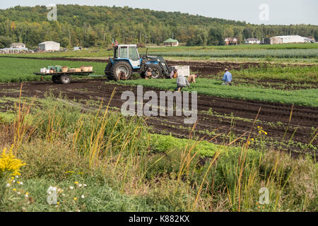 Landwirtschaft Ernte Sellerie, Onios und Salat von Wanderarbeitnehmern in der Nähe von Toronto, Ontario, Kanada im Holland Marsh Stockfoto