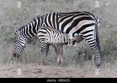 Ein zebra Fohlen Stockfoto