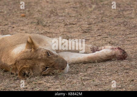 Eine Löwin döst nach Schlemmen auf einem Kill, noch mit Blut auf die Pfoten. Die Masai Mara, Kenia Stockfoto