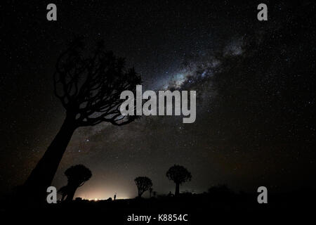 Tall African Baobab Bäume, Köcherbäumen, Adansonia Wald in der Dämmerung gegen eine stürmische bewölkter Himmel bei Keetmanshoop. Stockfoto