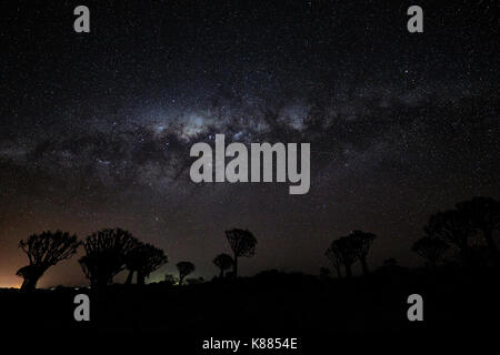 Tall African Baobab Bäume, Köcherbäumen, Adansonia Wald in der Dämmerung gegen eine stürmische bewölkter Himmel bei Keetmanshoop. Stockfoto