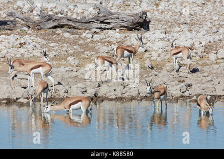 Springbock, Antidorcas marsupialis, stehend im Wasserloch trinken. Stockfoto