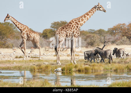 Angolanischen Giraffen, Giraffa giraffa angolensis und Burchell's Zebra, Equus burchellii Quagga, stehend im Grünland in der Nähe der Wasserstelle. Stockfoto