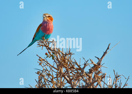 Ein bunter Vogel, ein Lilac-breasted Roller, Coracias caudatus thront auf einem dornigen Busch. Stockfoto