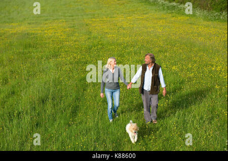 Hohe Betrachtungswinkel von Mann und Frau gingen Hand in Hand über eine Wiese, kleinen Hund läuft neben Ihnen. Stockfoto