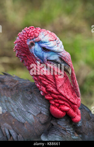 In der Nähe des männlichen Türkei Kopf mit leuchtend roten Kehllappen am Hals und Nacken. Stockfoto