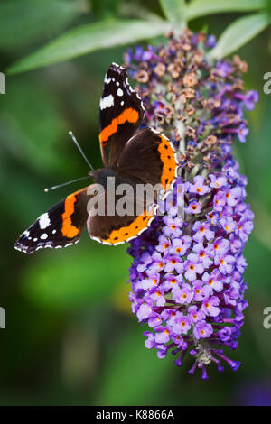 Nahaufnahme von Admiral Schmetterling sitzt auf einem Lila Lila Blume. Stockfoto