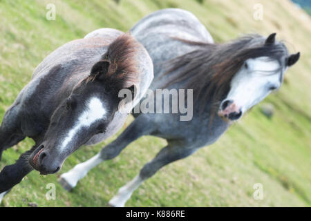 Hergest Ridge wilden Ponys Mutter und Fohlen hoch oben an der Grenze zwischen England und Wales Stockfoto