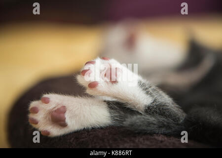 Einen kleinen grauen und weißen Kätzchen schlafend, Füße, die über den Rand des pet-Bett. Stockfoto