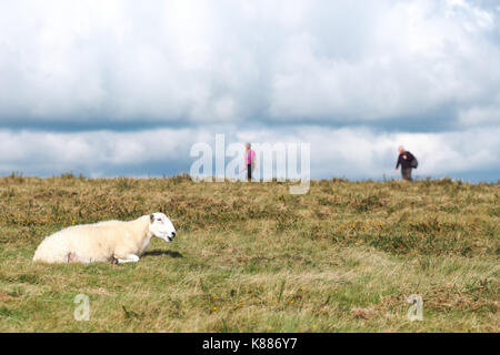 Hergest Ridge Wanderer entlang Offas Dyke unter weidende Schafe auf der England und Wales Grenze Stockfoto