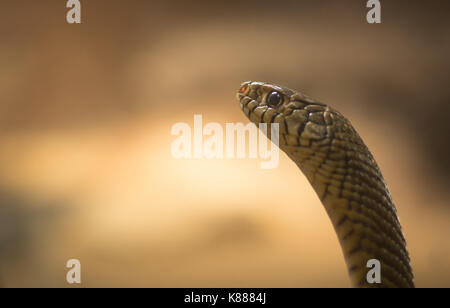 Ratte Schlange Stockfoto