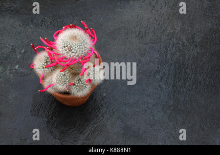 Cactus Mammillaria bocasana fotografiert im September nach der Blüte beendet hat. Die Frucht hat in seiner charakteristischen Spirale Bildung und Th gebildet Stockfoto