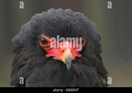 Foto Portrait eines Erwachsenen sie Eagle Stockfoto