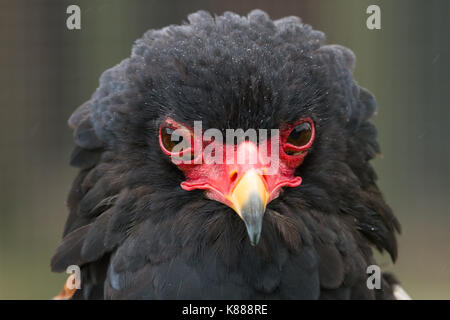 Foto Portrait eines Erwachsenen sie Eagle Stockfoto