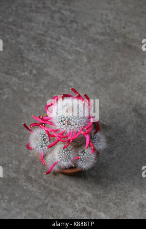 Cactus Mammillaria bocasana fotografiert nach der Blüte beendet hat. Die rosige rote Frucht hat in seiner charakteristischen Spirale formation gebildet. Stockfoto