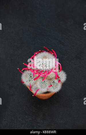 Cactus Mammillaria bocasana fotografiert im September nach der Blüte beendet hat. Die Frucht hat in seiner charakteristischen Spirale Bildung und Th gebildet Stockfoto