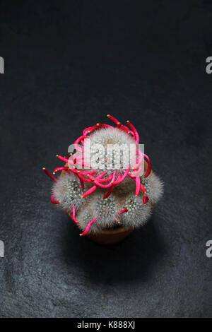 Cactus Mammillaria bocasana nach der Blüte beendet hat. Die rosige rote Frucht hat in seiner charakteristischen Spirale formation gebildet. Stockfoto