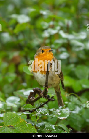 Bunter Robin sitzen auf einem Ast Stockfoto