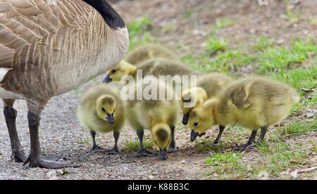 Isoliert Foto von einer Familie von Kanada Gänse bleiben Stockfoto