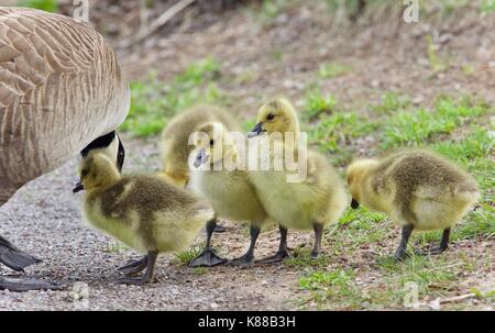 Bild mit einer Familie von Kanada Gänse bleiben Stockfoto