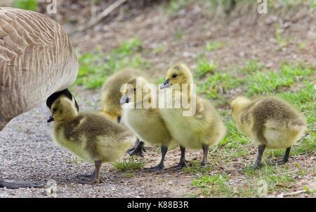 Bild von einer Familie von Kanada Gänse bleiben Stockfoto