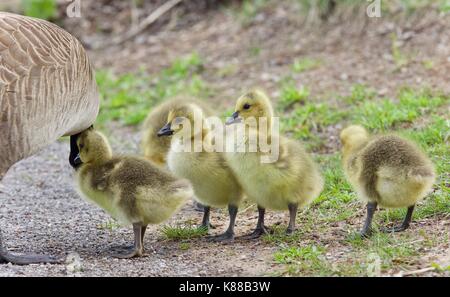 Isolierte Bild einer Familie von Kanada Gänse bleiben Stockfoto