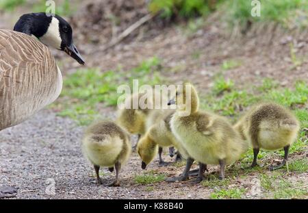 Isolierte Bild einer Familie von Kanada Gänse bleiben Stockfoto