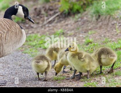 Isolierte Bild einer Familie von Kanada Gänse bleiben Stockfoto