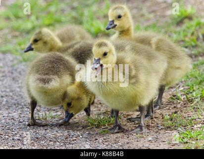 Hintergrund mit der Familie von Kanada Gänse bleiben Stockfoto