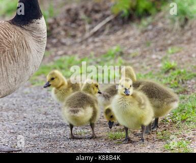 Postkarte mit einer Familie von Kanada Gänse bleiben Stockfoto